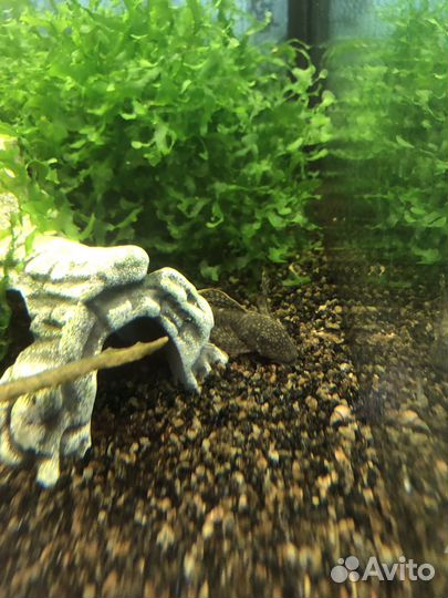 Аквариум 120 литров