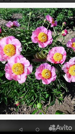 Пионы саженцы