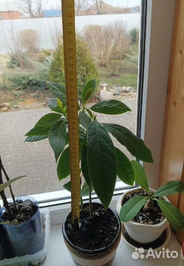 Авокадо, кафрский лайм