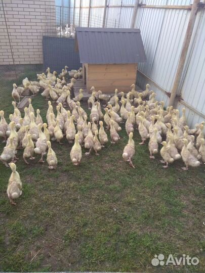 Гусята суточные и подрощенные