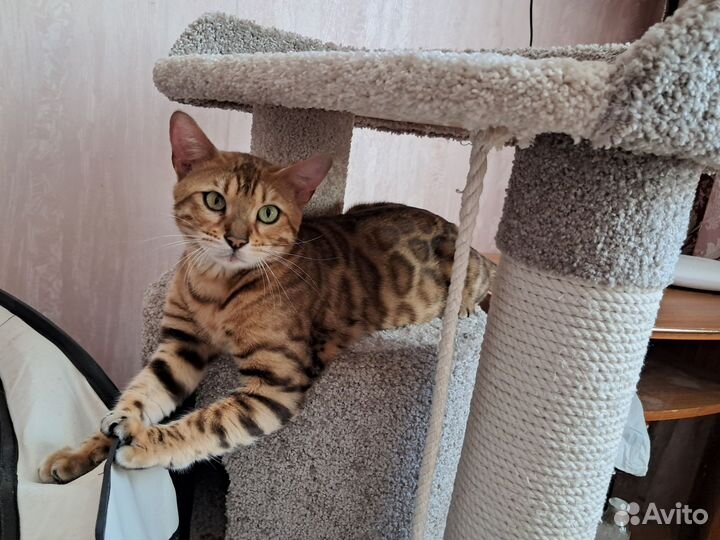 Бенгальские котята