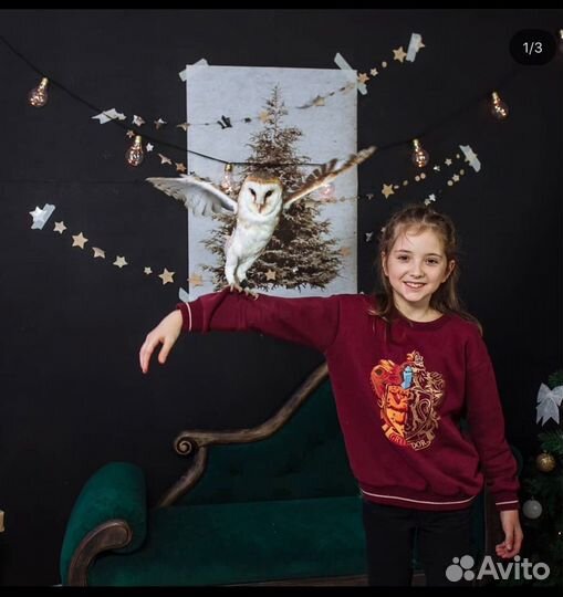 Аниматор с дрессированными животными, фото совы