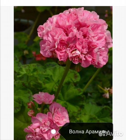 Укорененные черенки сортовых пеларгоний