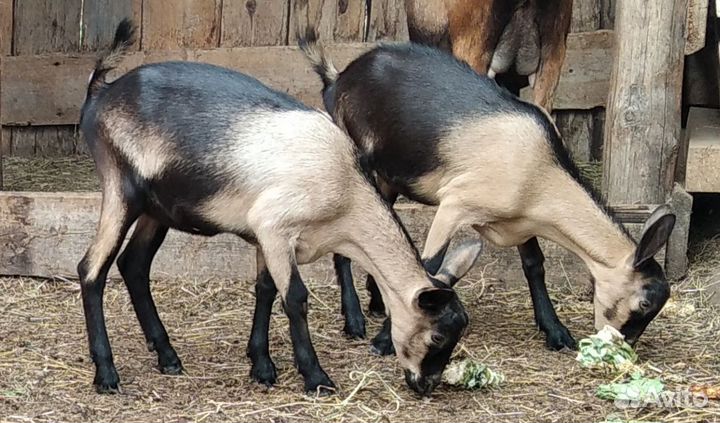 Козочки ч. п. альпийские