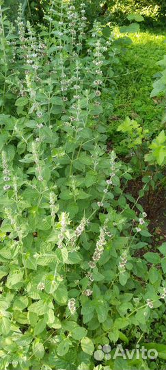 Мята (корни)