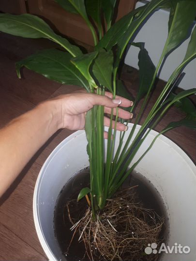 Спатифиллум