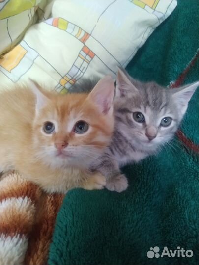 Котята в добрые руки