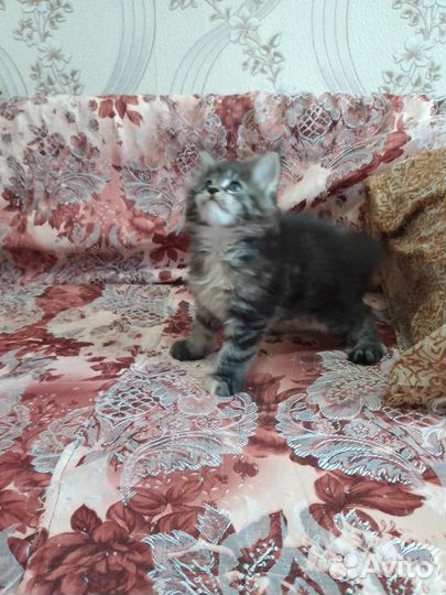 Котята мейн-кун