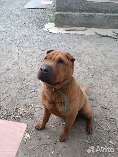 Продам шарпея