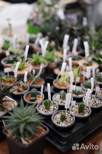 Все виды комнатных растений