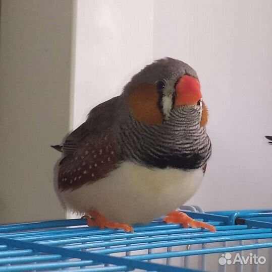 Амадины зебровые