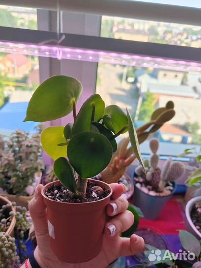 Пеперомия многокистевая