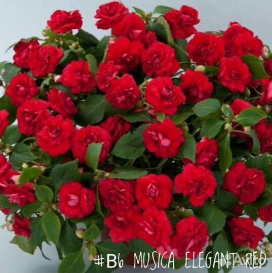 Бальзамин Уоллера Musica Elegant Red