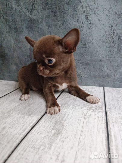 Шоколадная леди