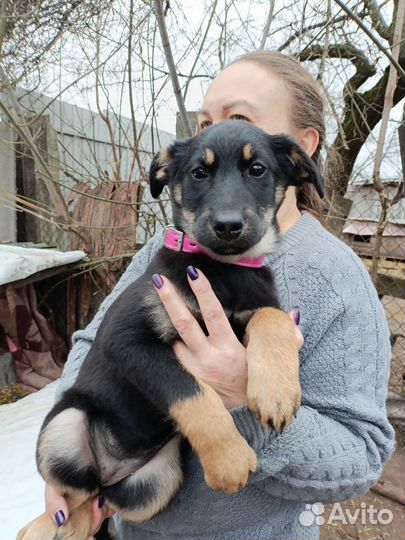 Щенок в добрые руки бесплатно