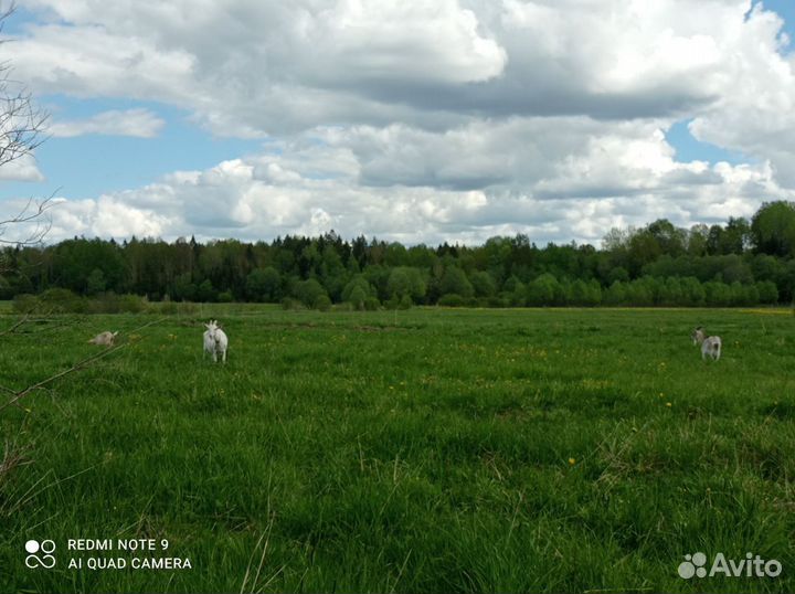 Козий сыр ремесленный, Молоко козье цельное