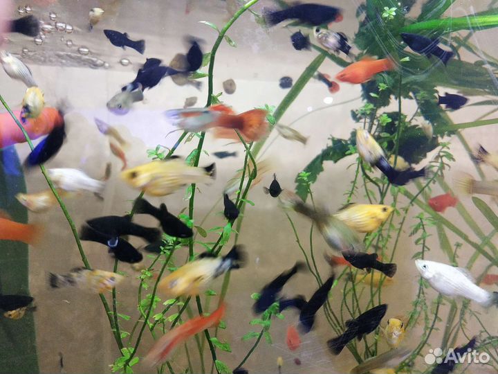 Меченосцы, молинезии,гуппи