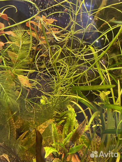 Аквариумные растения