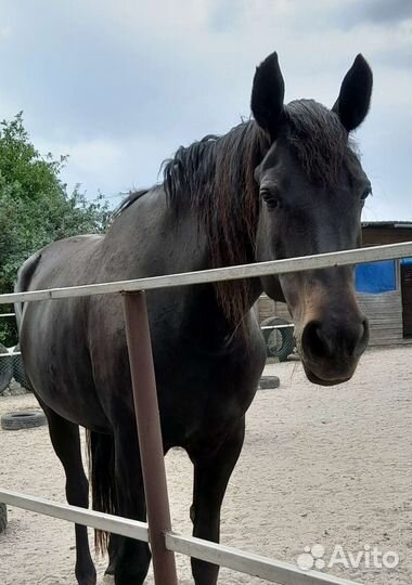 Орловский рысак кобыла