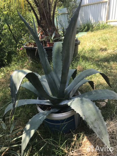 Агава американская голубоая и агава вариегатная