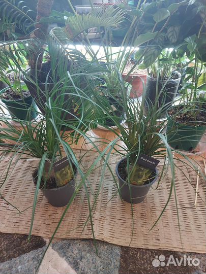 Пальма нолина