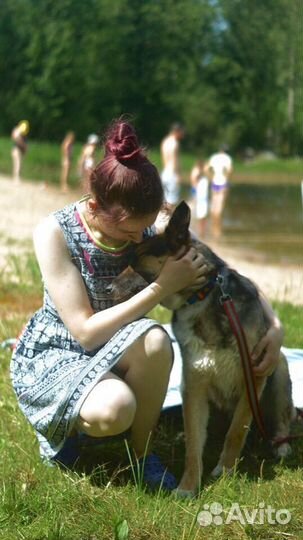 Няня для собаки