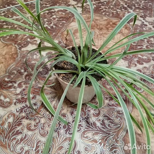 Комнатные цветы