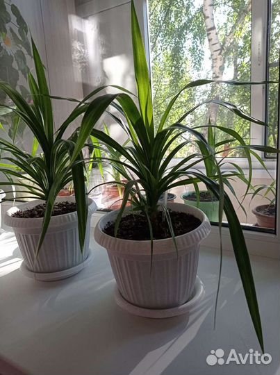 Панданус комнатный цветок