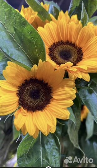 Подсолнухи цветы