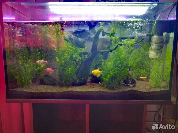 Аквариум
