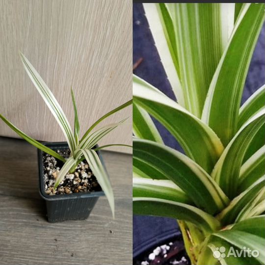 Эониум киви