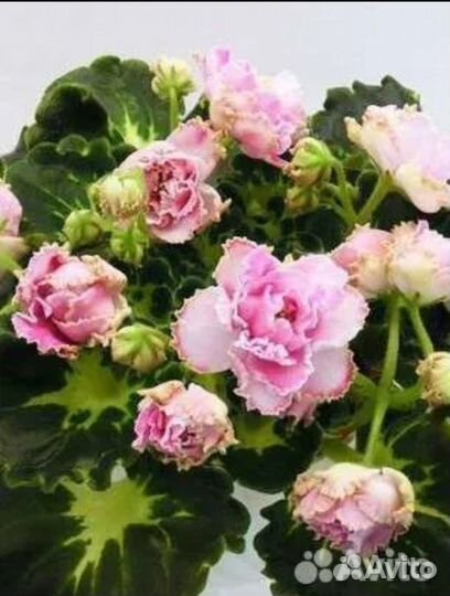 Фиалка сортовая лф-Клевер 3 шт