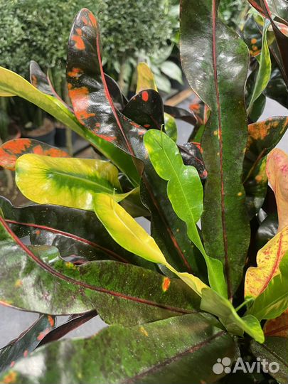 Кодиум кротон