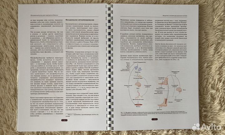 Фасциальный релиз