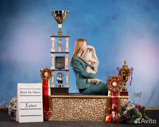 Профессиональный хендлер, грумер