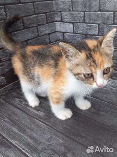 Отдам в добрые руки