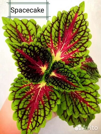 Колеусы вегетативные