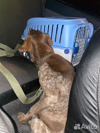 Найдена собака охотничья Курцхаар