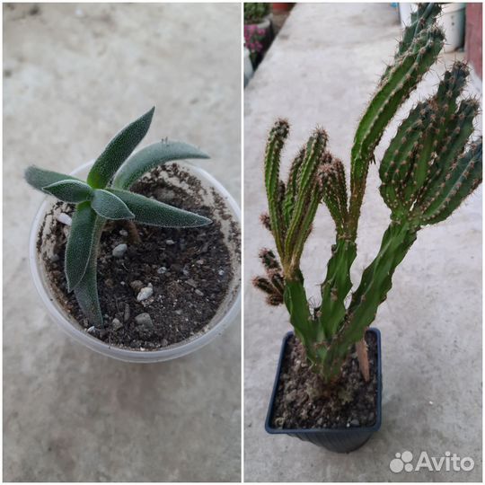 Комнатные цветы