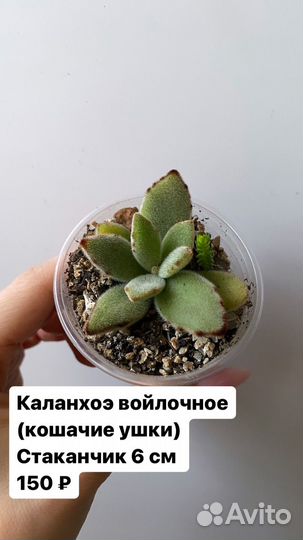 Суккуленты. Граптоверия Граптопеталум и др