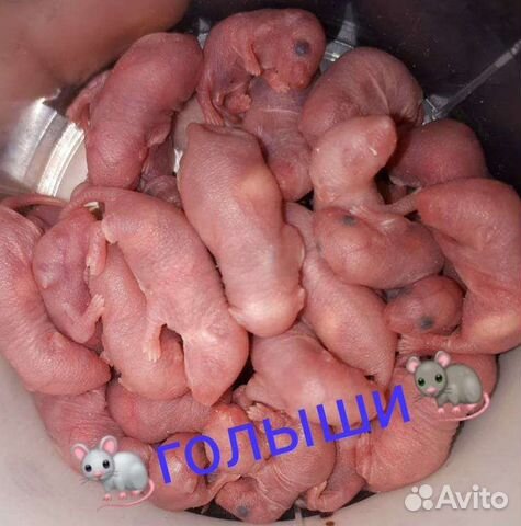 Корм- мышки, насекомые,цыплята для экзотов