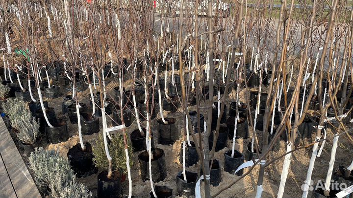 Саженцы Алыча Кубанская Комета