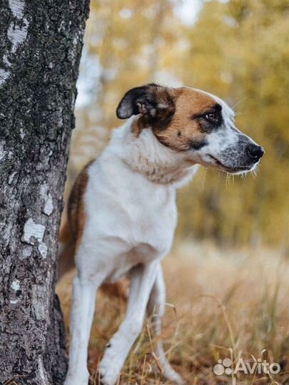 Молодая бело-рыжая собака ищет дом бесплатно купить в Москве | Животные и  зоотовары | Авито