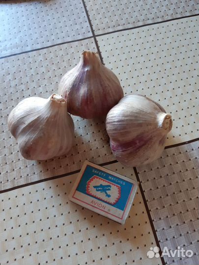 Чеснок озимый на посадку и еду