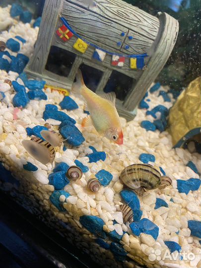 Улитки спикси аквариумные