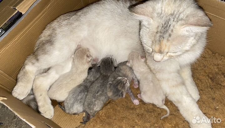 Отдам котят британских в добрые руки