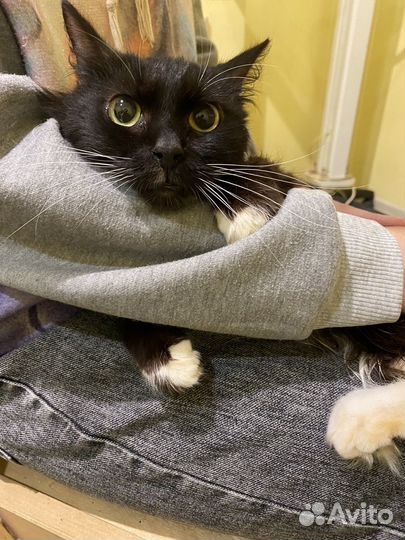 Отдам кота в добрые руки