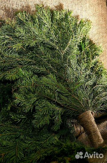 Веники пихта