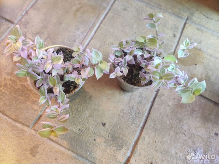 Традесканция