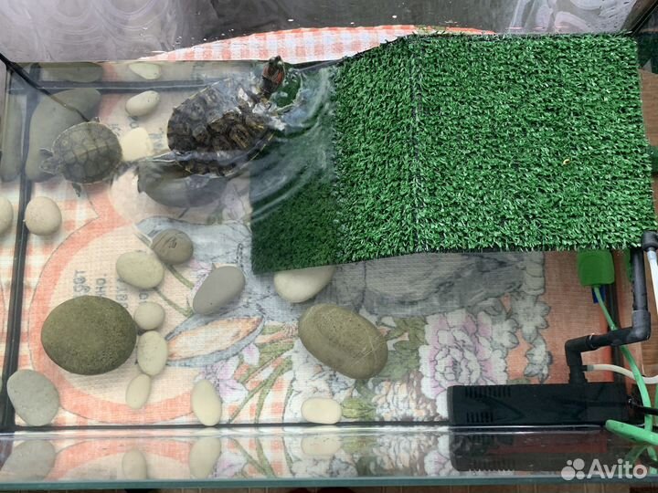 Террариум 50 л с красноухими черепахами